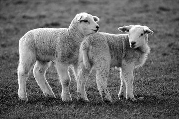 Lämmer auf Texel von Ronald Timmer