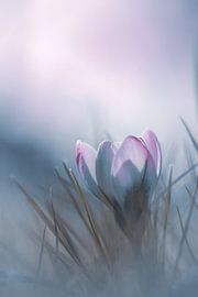 Saturday morning by Sem Viersen