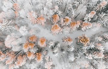 Bevroren boomtoppen van bovenaf van fernlichtsicht