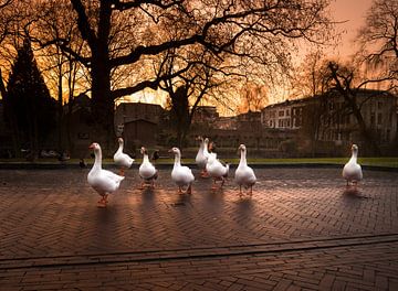 Geese at sunset by Charlotte Dirkse