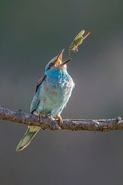 Rouleau, Coracias garrulus.