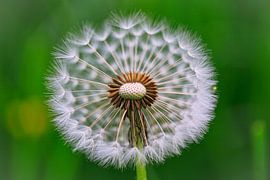 Pissenlit sur Dieter Fischer