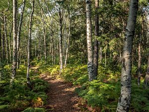 Lampertstein, Suisse saxonne - Forêt de bouleaux sur la crête