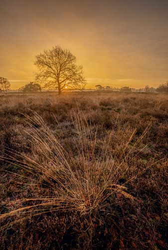 Gelbes Glühen über dem Heidekraut