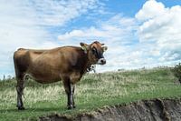 Vache Pâturage En Été