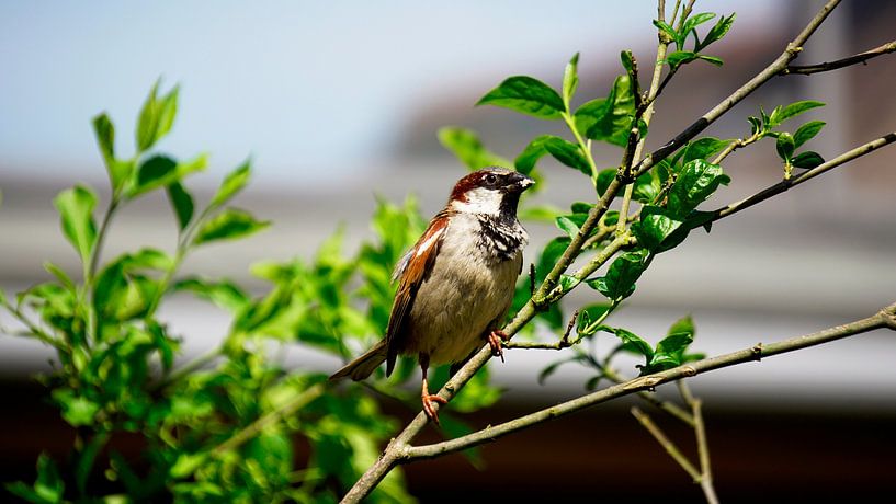 Nature Photo by Wietze Wiegersma