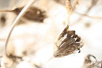 Fertige blühenden große Sterndolde