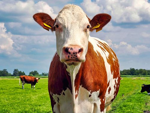 Hollandse Ontmoeting