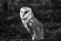 Barn owl in black and white
