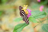 Schmetterling