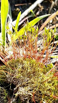 Mos in de mooiste vorm.