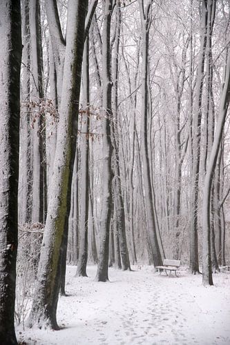 Bench in the snow