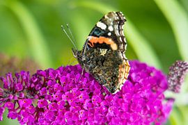 Schmetterling von Lisenka Pauw