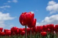 Hollandse tulpen von Saskia Bon Miniaturansicht