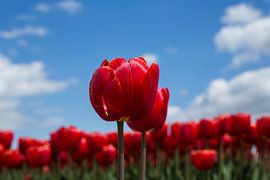 Hollandse tulpen by Saskia Bon