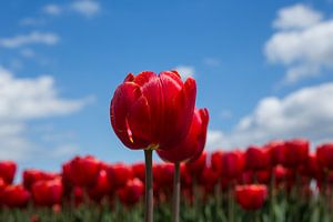 Hollandse tulpen von Saskia Bon