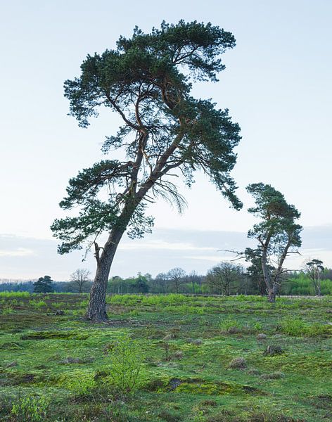 Schipborg - Drenthe (Nederland) van Marcel Kerdijk