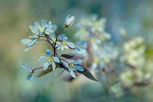 Blühender Baum von Piotr Aleksander Nowak