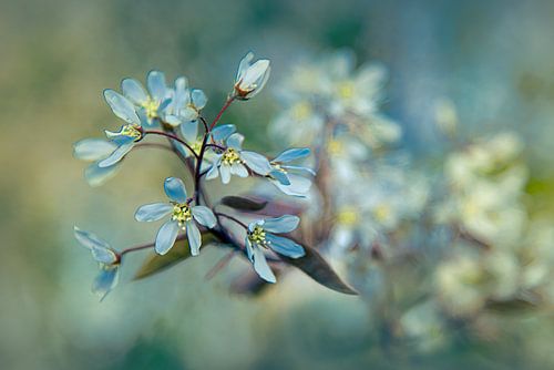Arbre à fleurs sur Piotr Aleksander Nowak
