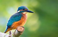 Kingfisher