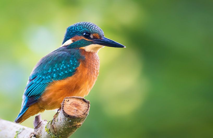Ijsvogel van Paula Darwinkel
