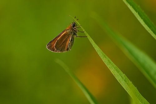 Bruin gekleurde havik vlinder
