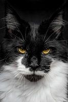Close-up of a Maine Coon cat