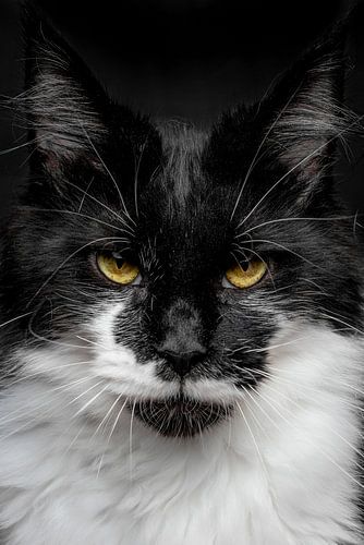 Close-up kop van een Maine Coon kat