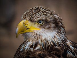 Jonge Amerikaanse Zeearend sur Beeld Creaties Ed Steenhoek | Photographie et images artificielles