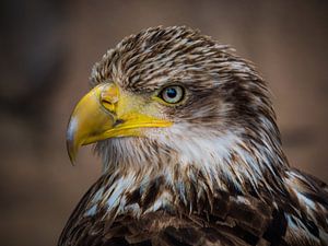 Jonge Amerikaanse Zeearend