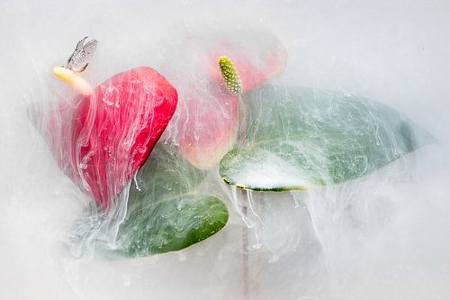 Inkwater Flowers - Flamingobloem