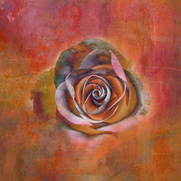 Rose. Rot von Claudia Gründler