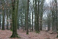 Spring forest