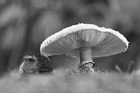 Champignon Bosch avec lamelles visibles