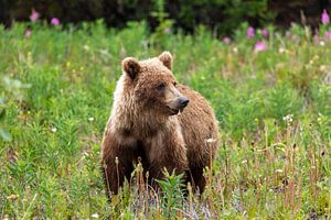Grizzlybär auf einer Wiese