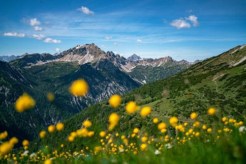 Trollen bloemenweide boven de Tannheim bergen