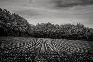 Felder im Frühling, schwarz und weiß
