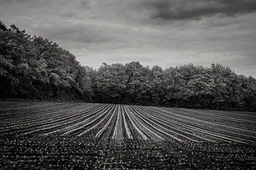 Fields in spring, black and white