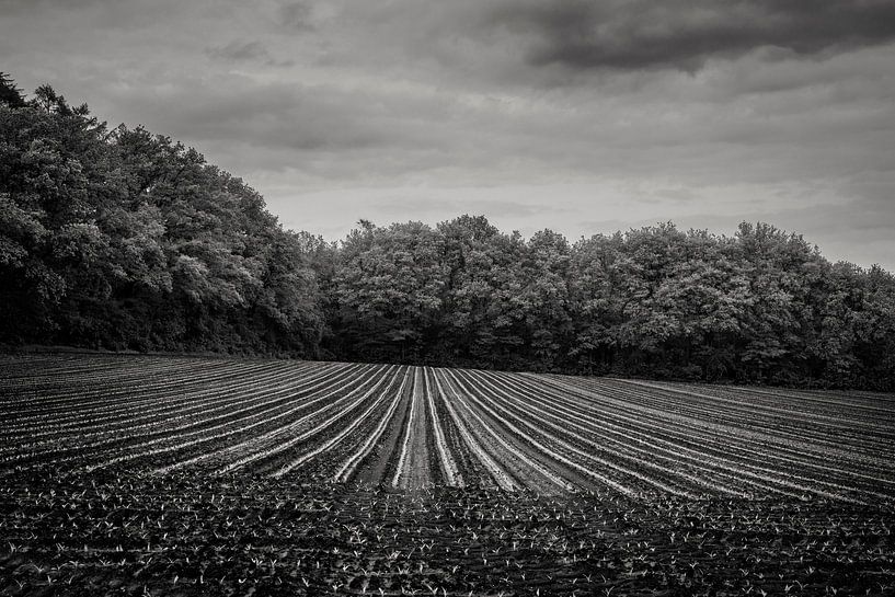 Akkers in het voorjaar, zwart-wit van Bo Scheeringa Photography