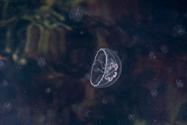 Kwallen in Veere by Henk Hartzheim