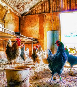 Sind Sie ein Huhn?