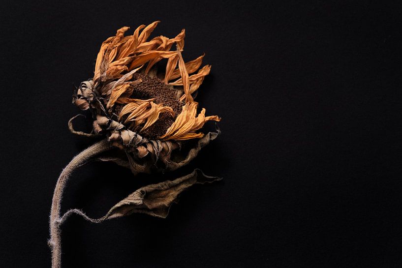 dried sunflower on a black background. by Karel Ham