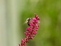 Abeille sur fleur