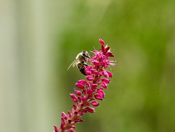 Biene auf Blume von Noor van Duijvenboden