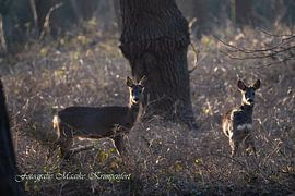 Reeën van Maaike Krimpenfort