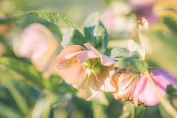 Flowering spring rose, helleborus by ElkeS Fotografie