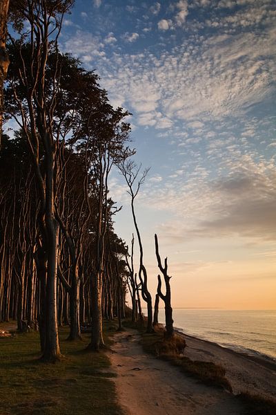 Coastal forest by Rico Ködder