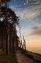 Coastal forest by Rico Ködder thumbnail