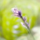 Hosta van Katja Waltmans thumbnail