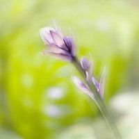 Hosta